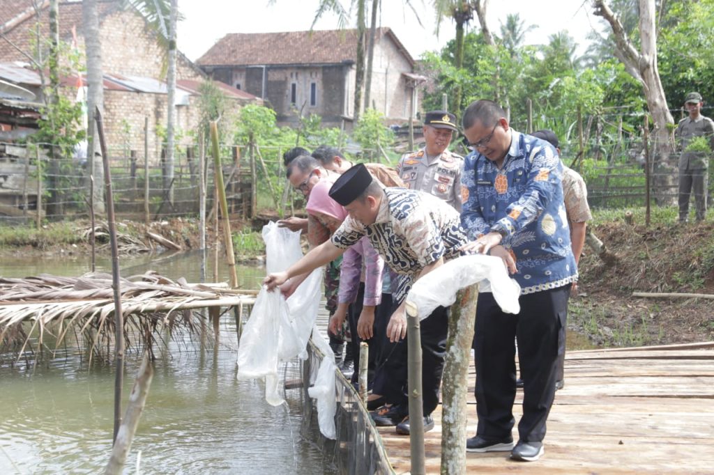 Pj Bupati OKU H Teddy Meilwansyah SSTP MM MPd melakukan penebaran benih ikan di kolam rakyat Desa Bunga Tanjung Kecamatan Lengkiti OKU