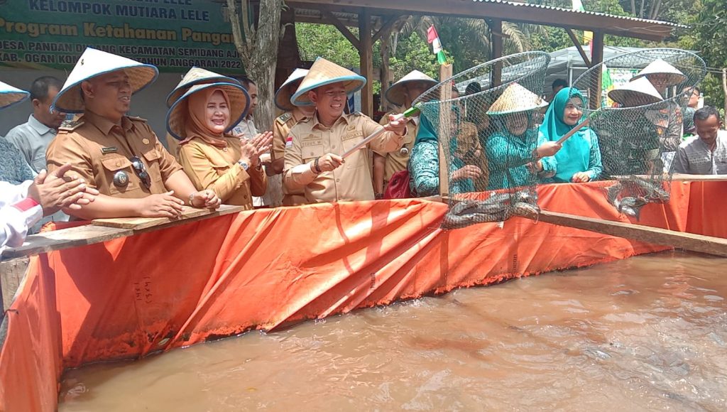 Pj Buati OKU H Teddy Meilwansyah SSTP MM MPd dan Pj Ketua Tim Penggerak PKK Kabupaten OKU Hj Zwesti Karenia Teddy saat panen raya Ikan Lele Kelompok Pembudidaya Ikan Mutiara Lele Desa Pandan Dulang Kecamatan Semidangaji Kabupaten OKU. Foto Kanalberita.id / Apriansyah