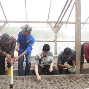 Pj Bupati OKU H Teddy Meilwansyah SSTP MM MPd melakukan penanaman bawang merah di Desa Tungku Jaya, Kecamatan Sosoh Buay Rayap. Foto dokumen Humas Pemkab OKU