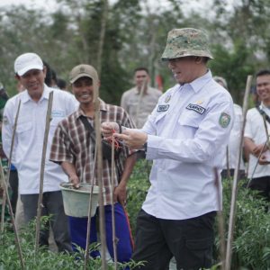 Penjabat Bupati OKU H Tedy Meilwasayah SSTP MM MPd saat melakukan panen raya cabai merah di Desa Karya Jaya Kecamatan Sinar Peninjauan.Foto dokumen Humas Pemkab OKU