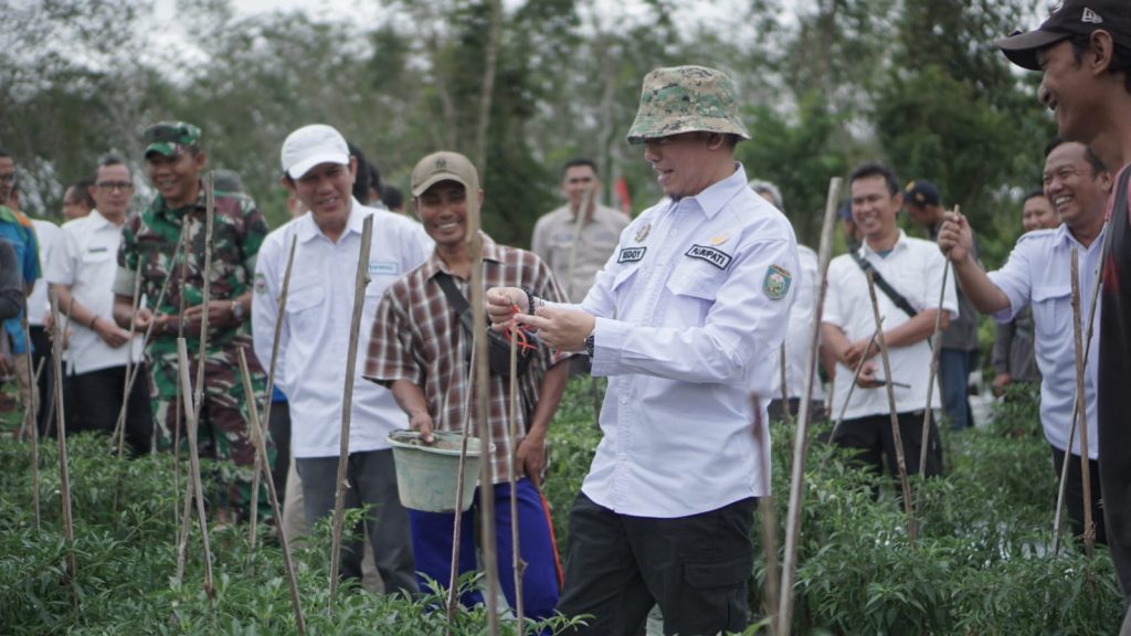 Penjabat Bupati OKU H Tedy Meilwasayah SSTP MM MPd saat melakukan panen raya cabai merah di Desa Karya Jaya Kecamatan Sinar Peninjauan.Foto dokumen Humas Pemkab OKU