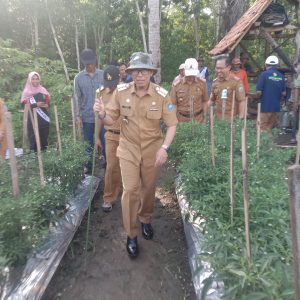 Pj Bupati OKU dan rombongan meninjau kebun cabai milik Kelompok Tani Cabai Harapan Makmur Desa Karya Jaya Kecamtan Sinar Peninjaun OKU. Kanalberita.id