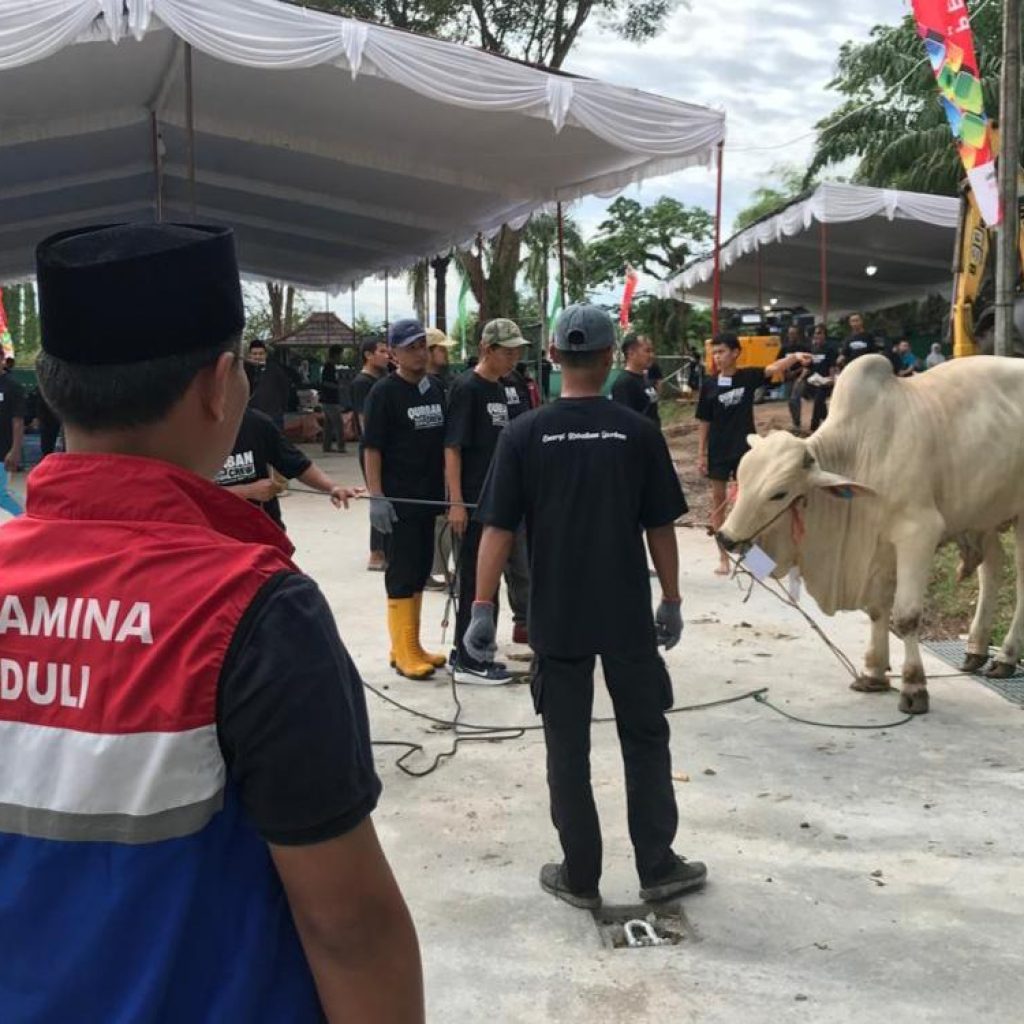 Pekerja Pertamina EP Zona 4 mengumpulkan 112 ekor sapi dan 74 ekor kambing pada Iduladha 1447 Hijriah untuk disembelih dan disalurkan ke masyarakat di sekitar wilayah operasi
