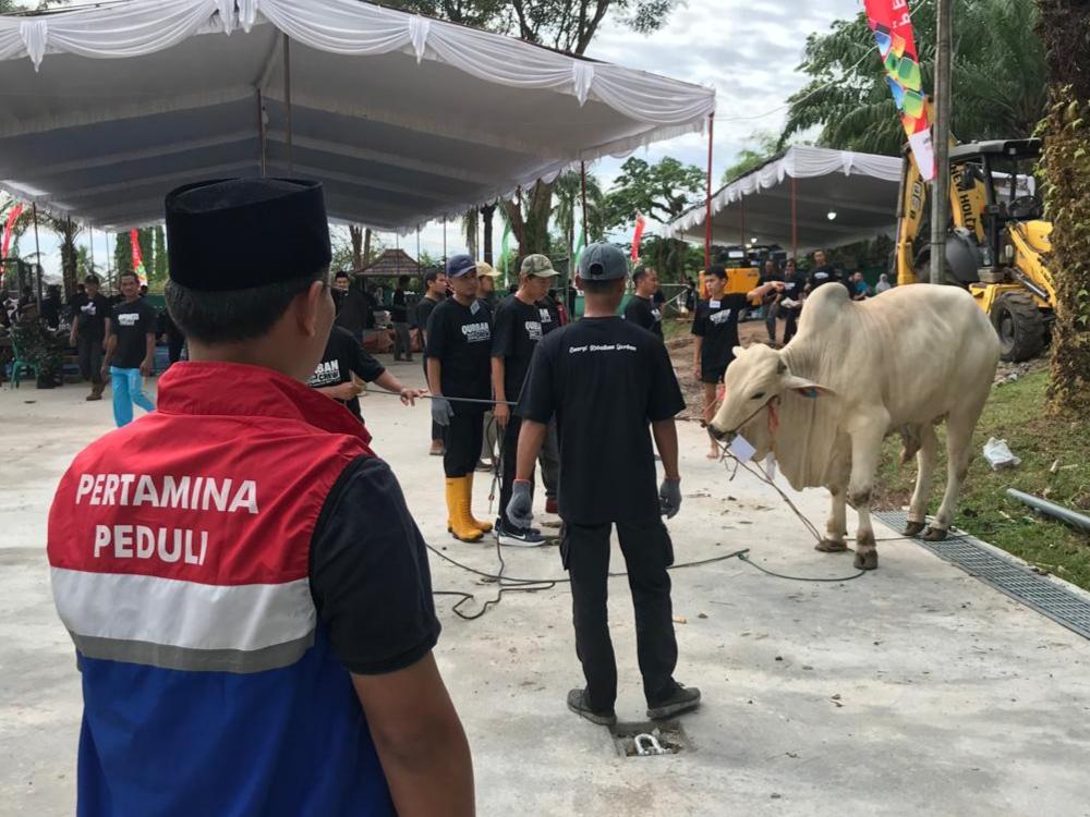 Pekerja Pertamina EP Zona 4 mengumpulkan 112 ekor sapi dan 74 ekor kambing pada Iduladha 1447 Hijriah untuk disembelih dan disalurkan ke masyarakat di sekitar wilayah operasi
