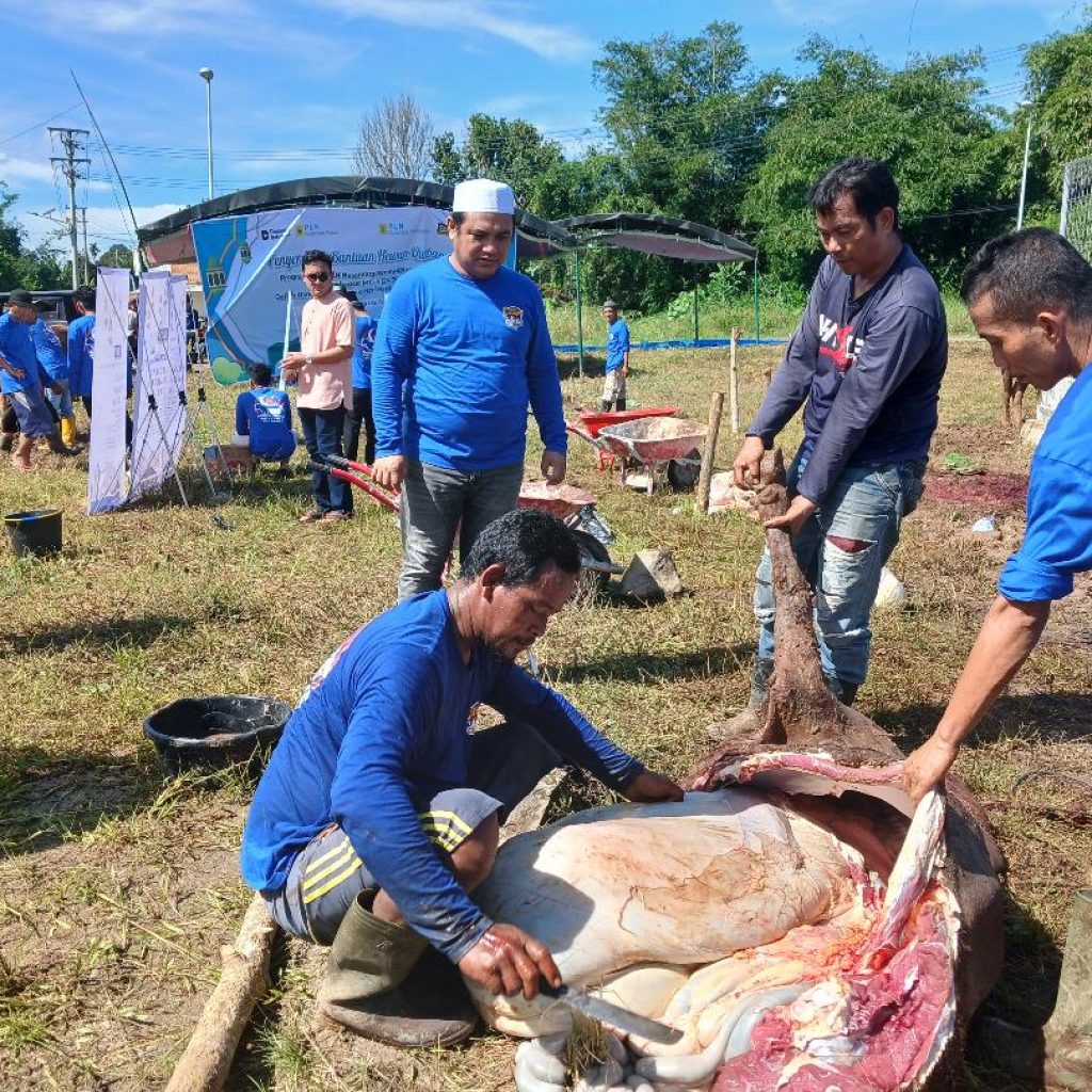 PT SSP PLTU MT Sumbagsel-1 bagikan 15 ekor Sapi Qurban di Hari Raya Idul Adha dan penyembelihan di area perusahaan. Kanalberita.id / Edo