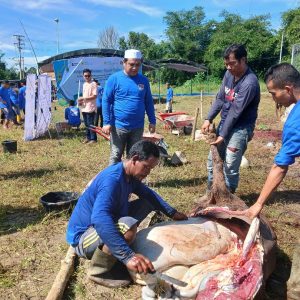 PT SSP PLTU MT Sumbagsel-1 bagikan 15 ekor Sapi Qurban di Hari Raya Idul Adha dan penyembelihan di area perusahaan. Kanalberita.id / Edo