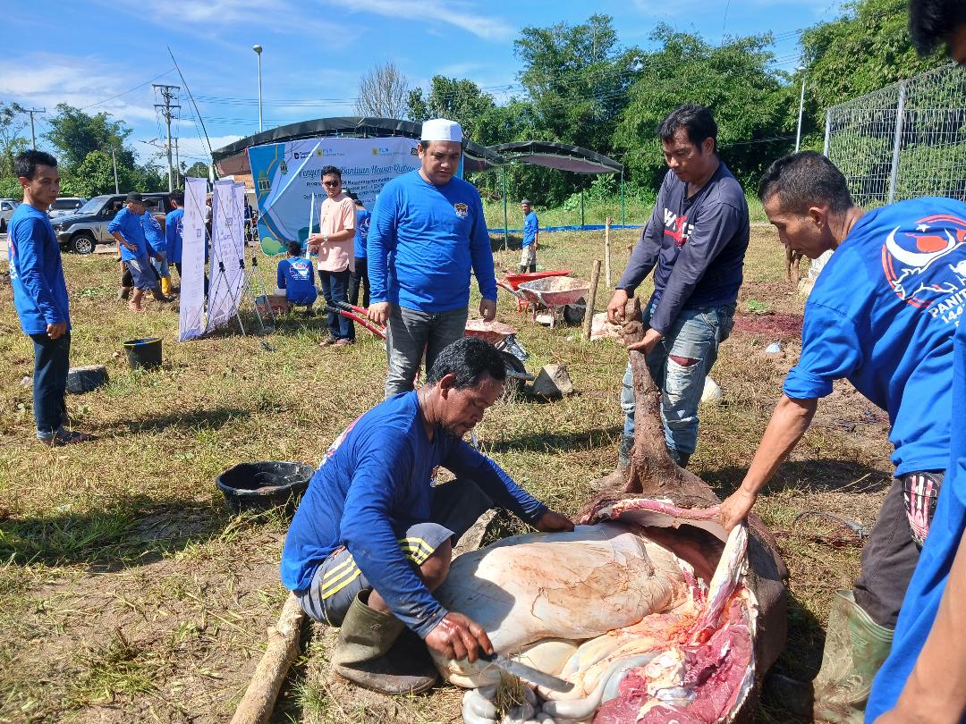 PT SSP PLTU MT Sumbagsel-1 bagikan 15 ekor Sapi Qurban di Hari Raya Idul Adha dan penyembelihan di area perusahaan. Kanalberita.id / Edo