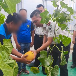 RUTAN PANEN MELON 1 Kepala Rutan Baturaja Fitri Yadi SH MSi bersama warga Binaan panen buah melon diatas area Green House Rutan Baturaja. Foto dokumen Rutan Baturaja