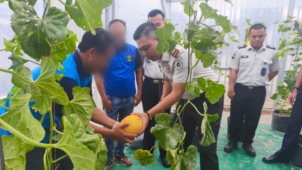 Kepala Rutan Baturaja Fitri Yadi SH MSi bersama warga Binaan panen buah melon diatas area Green House Rutan Baturaja. Foto dokumen Rutan Baturaja